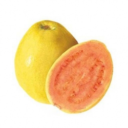 Nasiona Gujawa gruszla gwajawa gojawa jadalna szt.5 N396